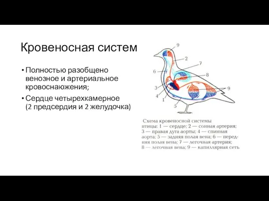 Кровеносная система Полностью разобщено венозное и артериальное кровоснаюжения; Сердце четырехкамерное (2 предсердия и 2 желудочка)