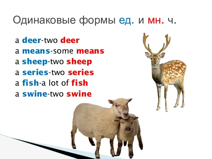 a deer-two deer a means-some means a sheep-two sheep a