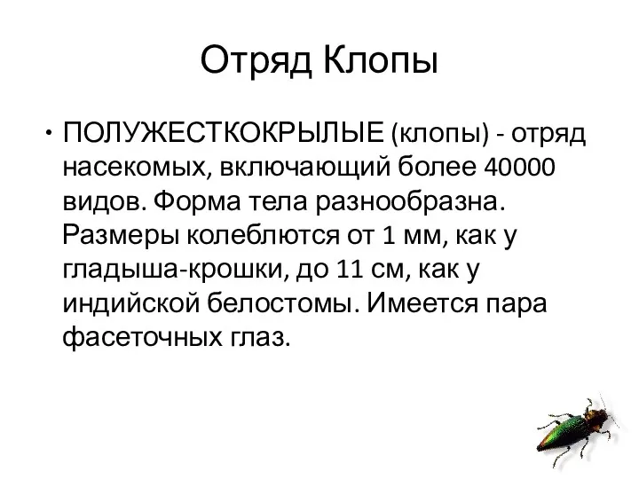 Отряд Клопы ПОЛУЖЕСТКОКРЫЛЫЕ (клопы) - отряд насекомых, включающий более 40000