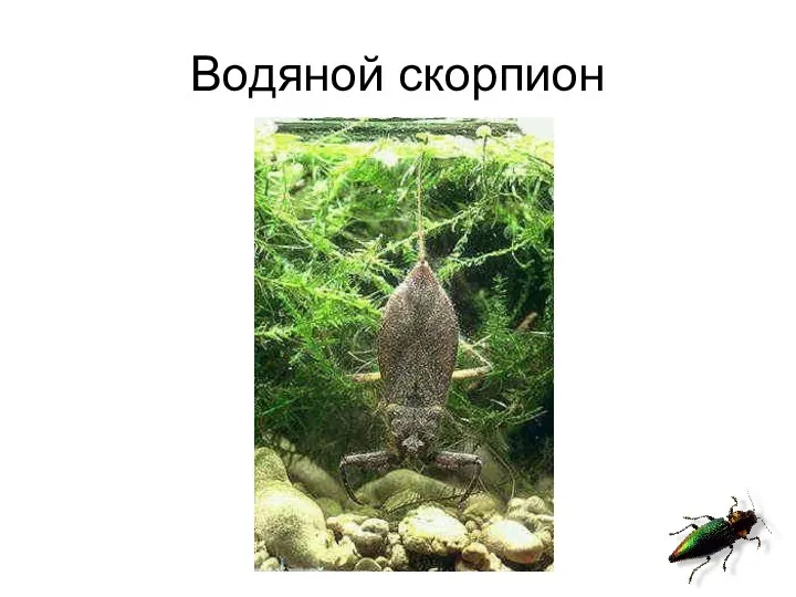 Водяной скорпион