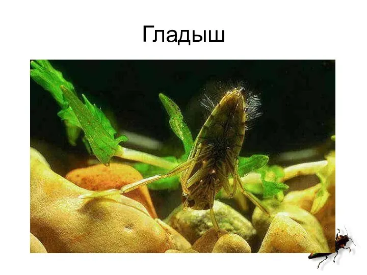 Гладыш