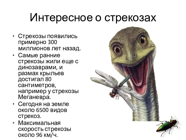 Интересное о стрекозах Стрекозы появились примерно 300 миллионов лет назад.