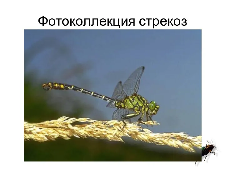 Фотоколлекция стрекоз