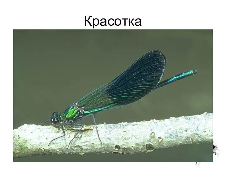 Красотка