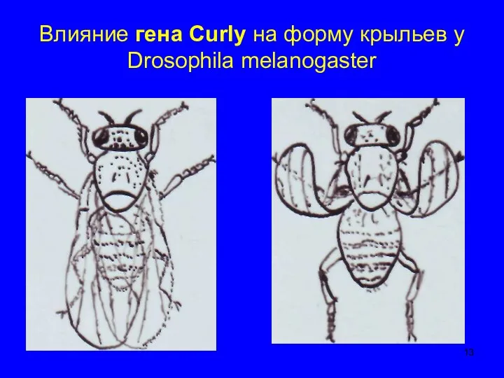 Влияние гена Curly на форму крыльев у Drosophila melanogaster