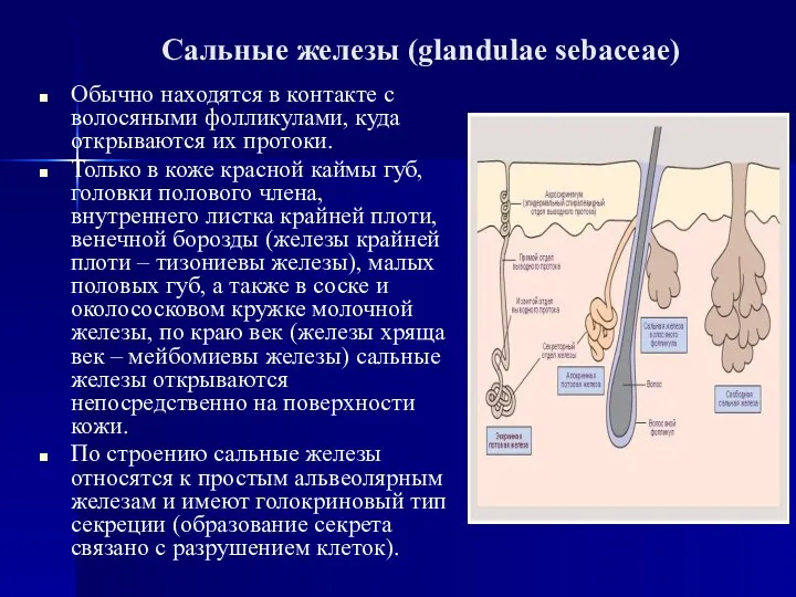 Сальные железы (glandulae sebaceae) Обычно находятся в контакте с волосяными