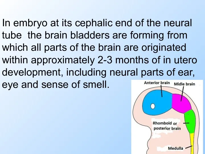 In embryo at its cephalic end of the neural tube