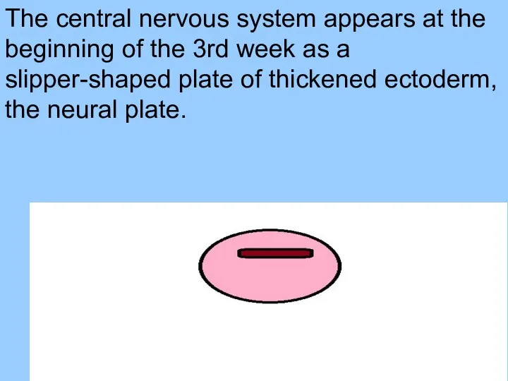 The central nervous system appears at the beginning of the