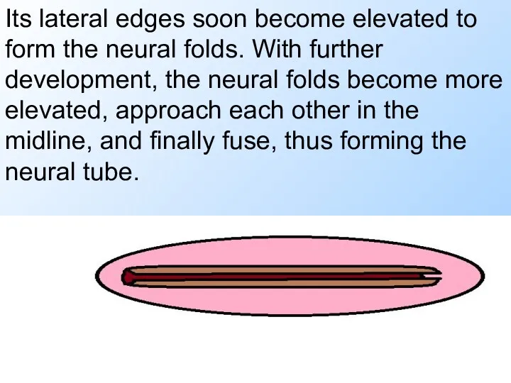 Its lateral edges soon become elevated to form the neural