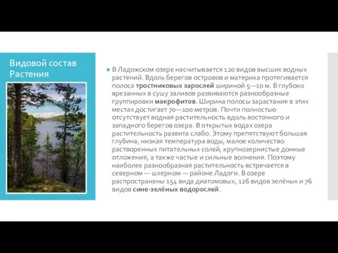 Видовой состав Растения В Ладожском озере насчитывается 120 видов высших