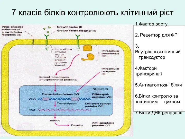 7 класів білків контролюють клітинний ріст 1 Фактор росту 2.