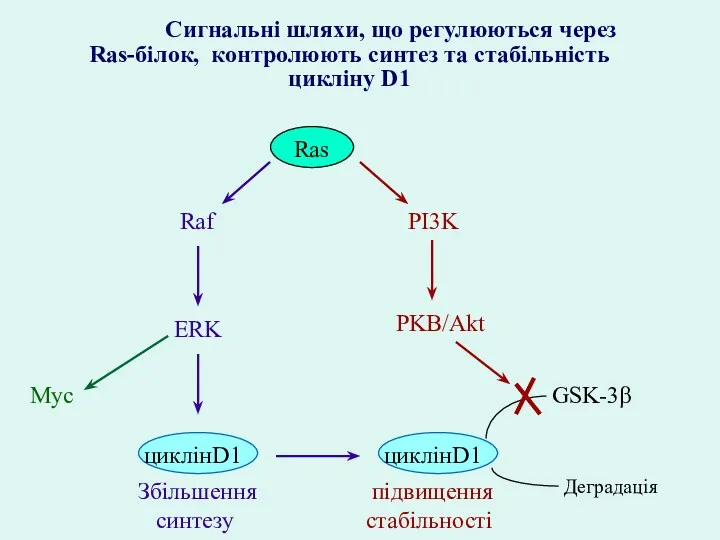 PI3K Raf ERK PKB/Akt циклінD1 циклінD1 Збільшення синтезу підвищення стабільності