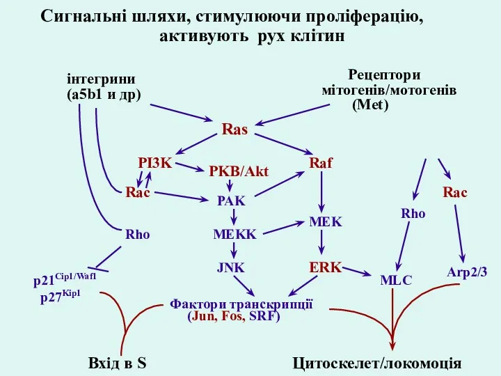 інтегрини (a5b1 и др) Рецептори мітогенів/мотогенів (Met) PI3K Raf ERK