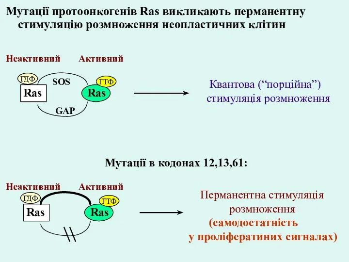 Мутації протоонкогенів Ras викликають перманентну стимуляцію розмноження неопластичних клітин Ras