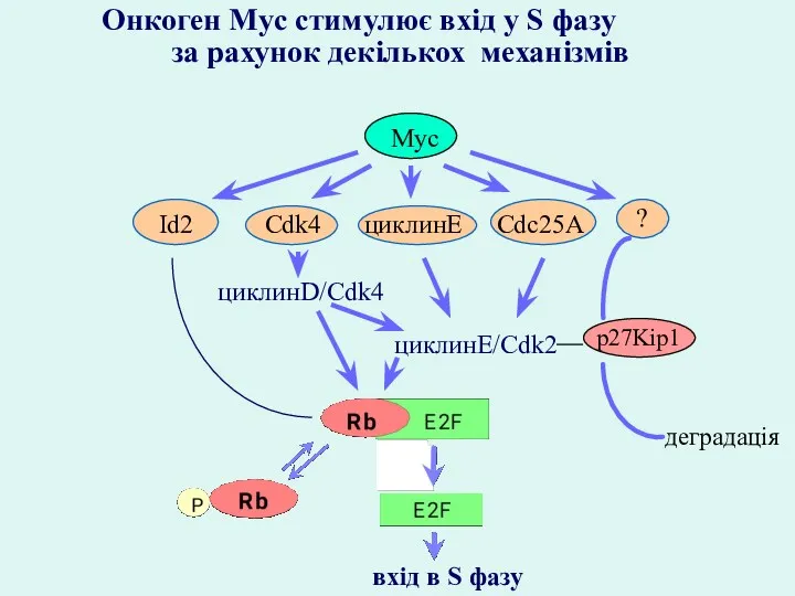 Онкоген Myc стимулює вхід у S фазу за рахунок декількох