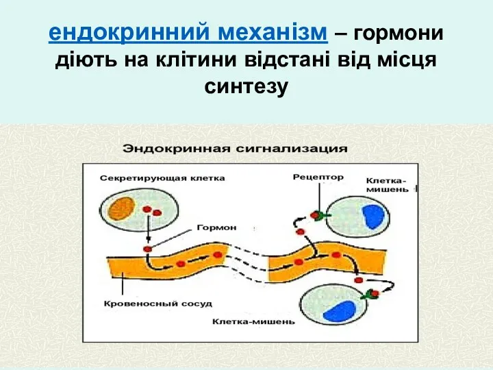 ендокринний механізм – гормони діють на клітини відстані від місця синтезу