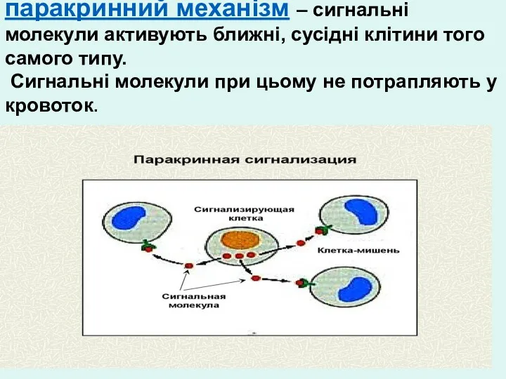 паракринний механізм – сигнальні молекули активують ближні, сусідні клітини того