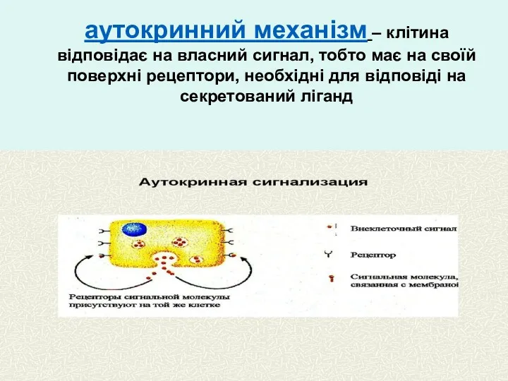 аутокринний механізм – клітина відповідає на власний сигнал, тобто має