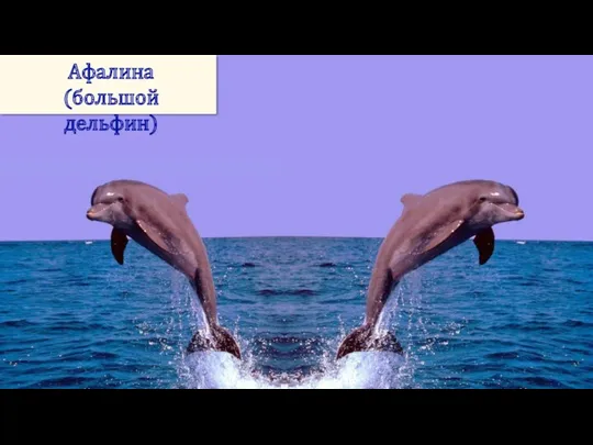 Афалина (большой дельфин)