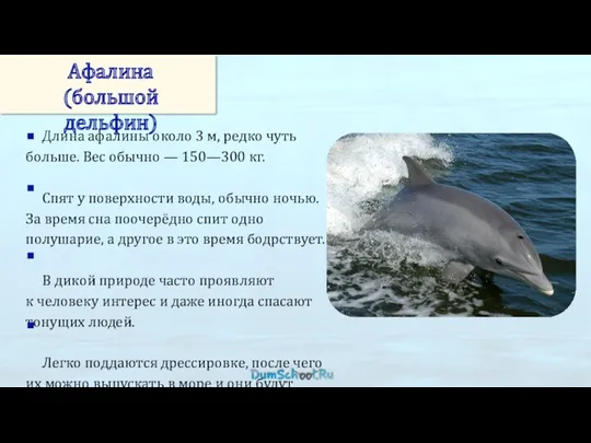 Афалина (большой дельфин) Длина афалины около 3 м, редко чуть больше. Вес обычно