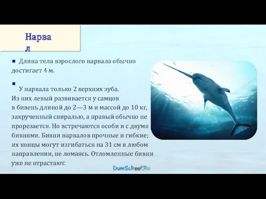 Длина тела взрослого нарвала обычно достигает 4 м. У нарвала только 2 верхних