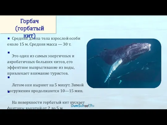 Средняя длина тела взрослой особи около 15 м. Средняя масса — 30 т.