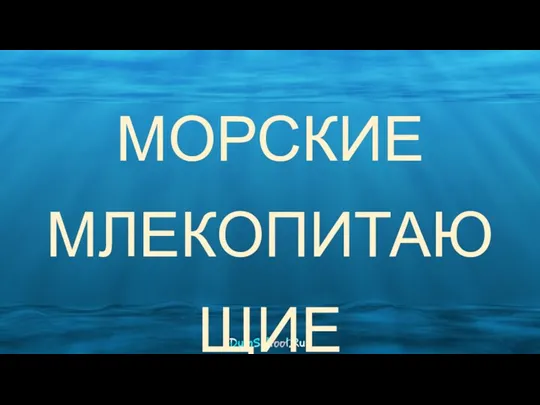 МОРСКИЕ МЛЕКОПИТАЮЩИЕ