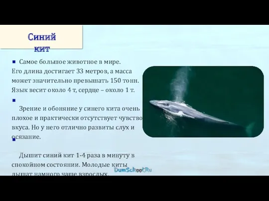 Самое большое животное в мире. Его длина достигает 33 метров, а масса может