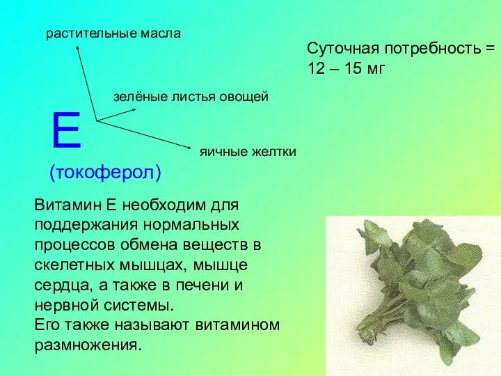 Е (токоферол) растительные масла зелёные листья овощей яичные желтки Суточная