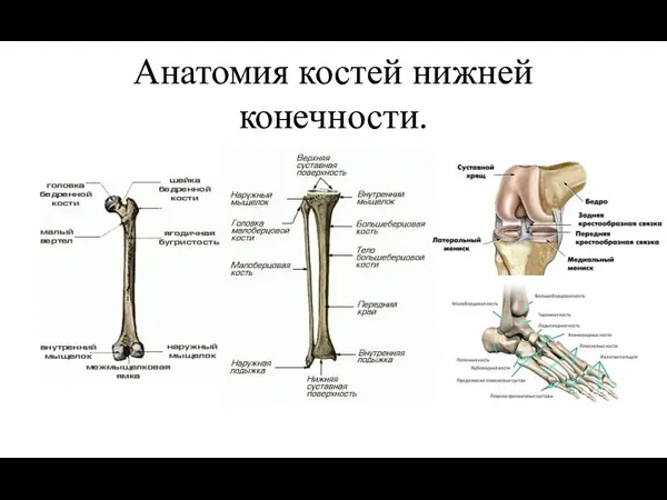 Анатомия костей нижней конечности.
