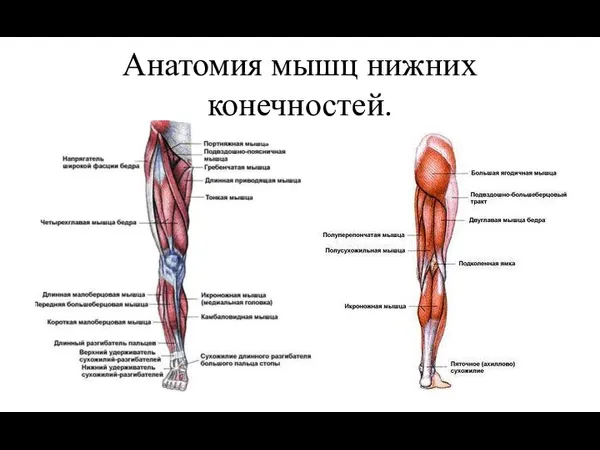 Анатомия мышц нижних конечностей.