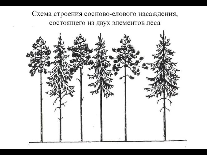 Схема строения сосново-елового насаждения, состоящего из двух элементов леса