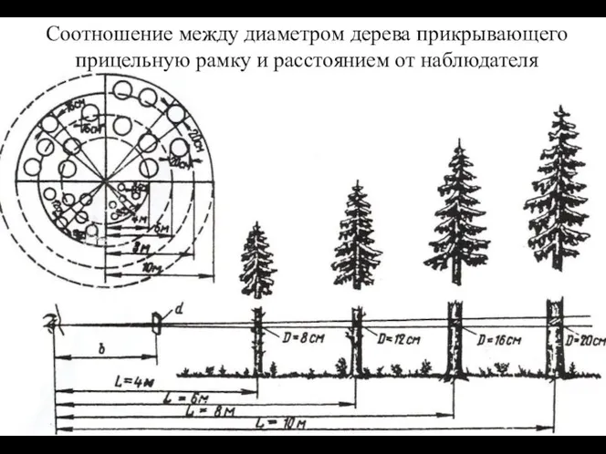 Соотношение между диаметром дерева прикрывающего прицельную рамку и расстоянием от наблюдателя