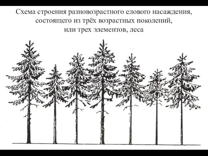 Схема строения разновозрастного елового насаждения, состоящего из трёх возрастных поколений, или трех элементов, леса