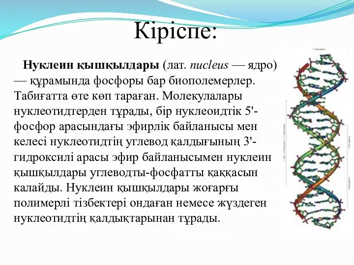 Кіріспе: Нуклеин қышқылдары (лат. nucleus — ядро) — құрамында фосфоры