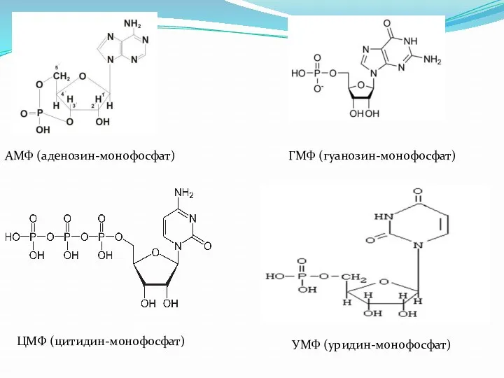 АМФ (аденозин-монофосфат) ГМФ (гуанозин-монофосфат) ЦМФ (цитидин-монофосфат) УМФ (уридин-монофосфат)