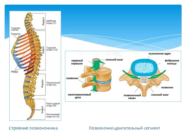 Строение позвоночника Позвоночно-двигательный сегмент