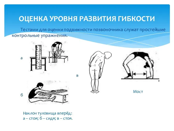 Тестами для оценки подвижности позвоночника служат простейшие контрольные упражнения. ОЦЕНКА