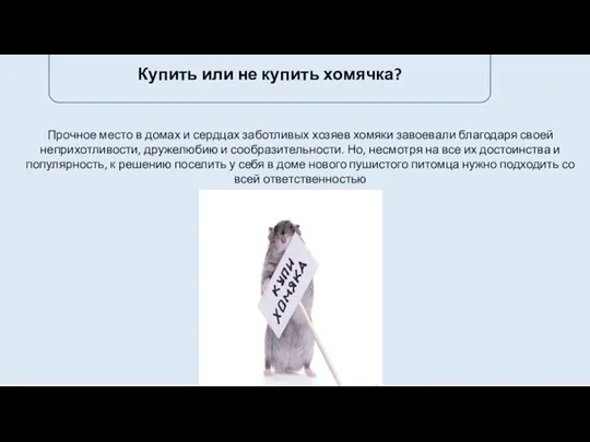 Прочное место в домах и сердцах заботливых хозяев хомяки завоевали