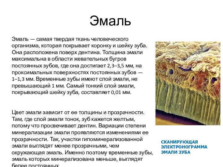 Эмаль Эмаль — самая твердая ткань человеческого организма, которая покрывает коронку и шейку