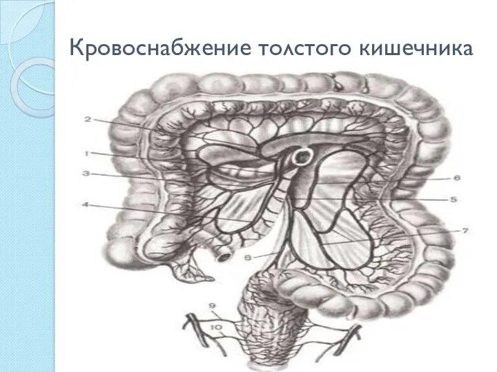 Кровоснабжение толстого кишечника