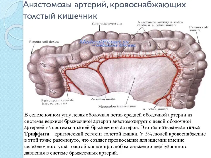 Анастомозы артерий, кровоснабжающих толстый кишечник В селезеночном углу левая ободочная