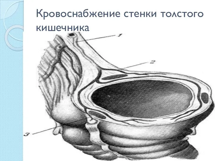 Кровоснабжение стенки толстого кишечника