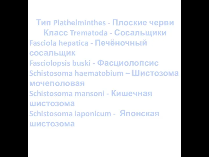 Тип Plathelminthes - Плоские черви Класс Trematoda - Сосальщики Fasciola