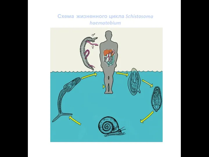 Схема жизненного цикла Schistosoma haematobium