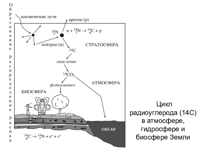 Цикл радиоуглерода (14С) в атмосфере, гидросфере и биосфере Земли