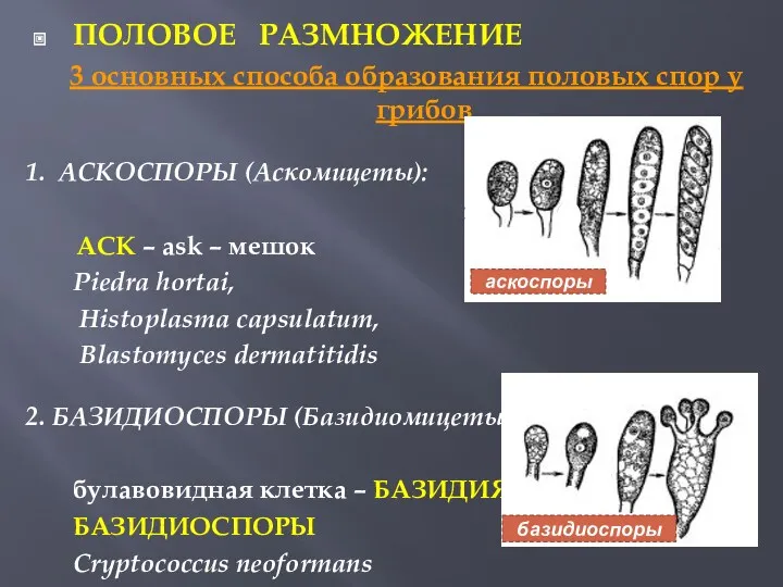 ПОЛОВОЕ РАЗМНОЖЕНИЕ 3 основных способа образования половых спор у грибов