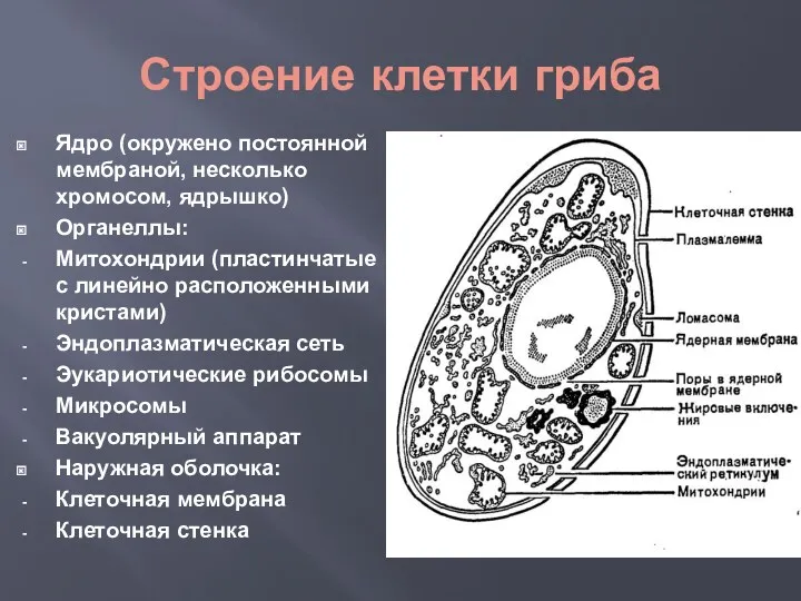 Строение клетки гриба Ядро (окружено постоянной мембраной, несколько хромосом, ядрышко) Органеллы: Митохондрии (пластинчатые