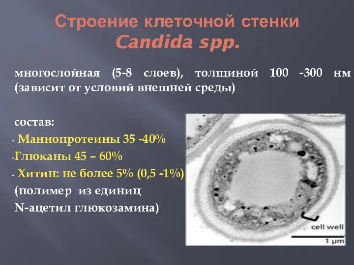Строение клеточной стенки Candida spp. многослойная (5-8 слоев), толщиной 100 -300 нм (зависит