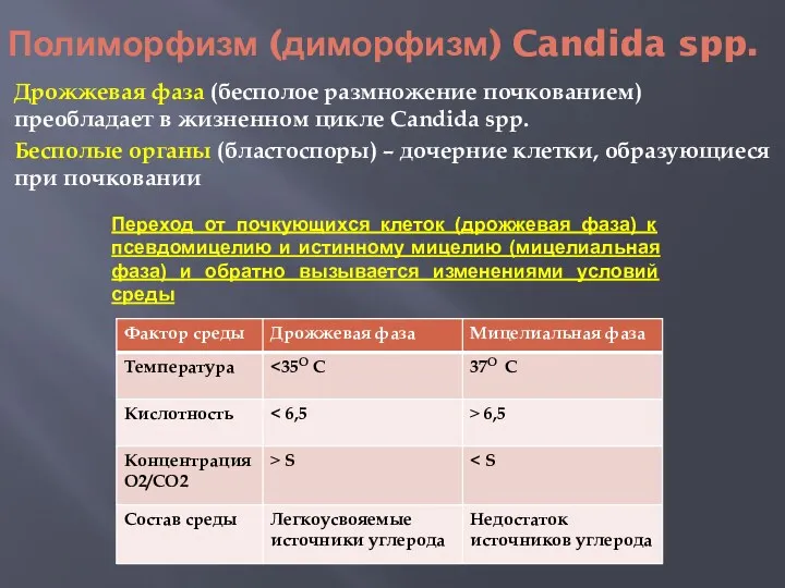 Полиморфизм (диморфизм) Candida spp. Дрожжевая фаза (бесполое размножение почкованием) преобладает